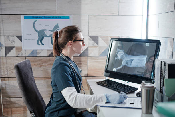 Veterinarian reviewing x-rays
